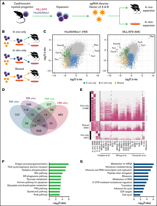 Genome-wide in vivo CRIPSR screens in 2 murine models of AML. (A) Schematic of the screening strategy. (B) Definition of 3 classes of statistically significant CRISPR hits according to time points compared. (C) For every gene screened, median log2FC of sgRNA representation, in vitro or in vivo as defined in panel B, for each cell line. (D) Numbers of genes that are essential (permutation P < .01) according to screening condition. (E) Overlap (pink cells) between genes identified as essential in our screen and other public screens. (F) Gene set enrichment analysis of genes identified to be essential only in vivo. (G) Gene set enrichment analysis of genes identified to be essential only in vitro or shared in vitro/in vivo. ER, endoplasmic reticulum; mRNA, messenger RNA; TCA, tricarboxylic acid; UTR, untranslated region.