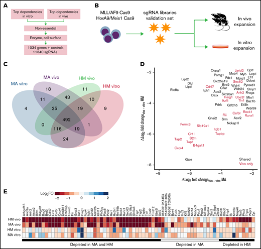 Validation of essential genetic hits using a focused CRISPR screen in vivo. (A) Schematic representation of the gene candidate selection workflow. (B) Schematic of the screening strategy. (C) Numbers of genes that are essential (P < .01) according to screening condition. (D) Specificity of the in vivo effect for every gene as represented by the log2FC in vivo depletion minus the in vitro depletion. Colors indicate genes that are essential (P < .01) according to screening condition. (E) Depletion values for the 72 genes that are essential in vivo (P < .01) for at least one cell line but not essential in vitro.
