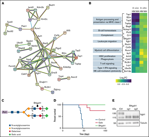 Essential role for β-galactosylation and immune regulators in vivo. (A) STRING functional protein association network of in vivo–specific hits with at least one connection. (B) For in vivo–only hits with gene ontology annotation “immune system process” (GO:0002376), log2FC depletion values according to condition and cell line. (C) Schematic representation of the galactosyltransferase role of B4galt1. (D) Overall survival of mice transplanted with MA cells after transduction with control sgRNA (sg Ctrl) or sgRNA targeting B4galt1 (2 distinct sgRNAs per group) (E) Immunoblot analysis of total lysates from control or B4galt1CRISPR-KO MA cells with an antibody against β1 integrin. HSC, hematopoietic stem cell; IFN, interferon; MHC, major histocompatibility complex; NK, natural killer.
