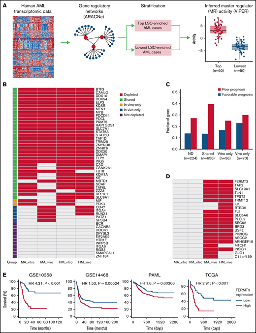 Integration of identified CRISPR hits and fitness signature to human AML. (A) Overview of computational approach. For the human AML gene expression data sets, a transcriptional regulatory network was constructed with ARACNe, and the protein activity of each MR in each sample was assessed by VIPER. Patient samples were stratified by enrichment of the LSC signature. The top 50 patients with highest enrichment were compared with those with lowest enrichment using VIPER to identify potential upstream MRs with an FDR cutoff of 5%. (B) MRs predicted to be activated in human AML samples with higher LSC, grouped according to whether they were homologs of CRISPR hits in vitro, in vivo, or in both conditions. Only homologs of genes that are covered in the secondary CRISPR screen are shown. (C) Prognostic analysis of CRISPR hits. The y-axis in the bar plot shows the fraction of human homologs of CRISPR hits that are significantly associated with survival in at least 1 of the 4 AML data sets (P values <.01), according to classification of CRISPR hits. (D) Homologs of in vivo–only CRISPR hits that are also associated with AML survival. (E) In each of the 4 AML data sets, patients were stratified by expression of FERMT3, and the top 25% samples with highest expression of FERMT3 were compared with the bottom 25%. Hazard ratios (HRs) and log-rank test P values are also shown.