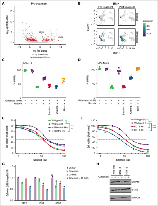 BMX kinase mediates resistance to gilteritinib. (A) Differential gene expression for gilteritinib-unresponsive patients. Red indicates genes with adjusted P < .1 and fold change ≥1.5; see also supplemental Table 5. (B) UMAP representation of myeloblast cells stratified by gilteritinib response (rows) and time point relative to starting therapy (columns). BMX expression is shown as the Log10-transformed and color scheme corresponds to scale shown. (C) MV4-11 and (D) MOLM-13 grown under normoxic (−) or hypoxic (+) conditions for 24 hours, followed by treatment with gilteritinib (+) alone or in combination with BMX-IN-1 (1.5 and 2.5 μM, respectively), CHMFL-BMX-078 (3 and 5 μM, respectively) or remibrutinib (3 and 5 μM, respectively) for 48 hours. Cell viability was assessed by MTT (n = 4-6). Representative data of three independent experiments. (E) MV4-11 was cultured in hypoxia (H) or normoxia (N) for 24 hours. Inhibition by gilteritinib alone or in combination with BMX-IN-1 (1.5 μM) or CHMFL-BMX-078 (3 μM) was determined after 48 hours by MTT (n = 6). Representative data of two independent experiments. (F) MV4-11 wild-type and BMX CRISPR KO was cultured in hypoxia (H) or normoxia (N) for 24 hours, treated with increasing concentration of gilteritinib for 48 hours and assessed by MTT (n = 6). Representative data of two independent experiments. (G) Inhibition of cell growth of human primary FLT3-mutated AML samples treated with gilteritinib (100 nM) alone, CHMFL-BMX-078 (1.5 μM) alone, or the combination. Samples were grown in hypoxia for 24 hours, treated for 48 hours, and viability was determined by CellTiter-Glo assay (n = 3). (H) MV4-11 wild-type and BMX CRISPR knockout cells were cultured in hypoxia for 24 hours and treated with 5 nM gilteritinib for 1 hour. Western blots were carried. Representative data from three independent experiments shown. For statistical analysis, **P ≤ .01, ***P ≤ .001, ****P ≤ .0001, as determined by two-tailed, unpaired Student t test.