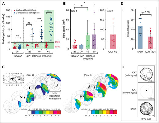 The iCAT stroke model causes unihemispheric infarction. C57BL/6 male mice underwent the iCAT procedure (25, 45, and 60 minutes’ stenosis) or thrombotic bilateral common carotid artery occlusion (tBCCO) procedure (25 minutes). (A) Dot plot depicting the average perfusion drop (percentage of baseline) for mice in each cohort, in which the ischemic threshold is indicated by the solid gray line (25% baseline). The average cerebral perfusion of the ipsilateral (left, red symbols) and contralateral (right, blue symbols) cerebral hemispheres was assessed with LDF for the duration of the stroke induction period and presented as a percentage of baseline perfusion. Specifically, LDF readings are presented as the average cerebral perfusion immediately after bilateral occlusion until clamp removal (supplemental Figure 1Bii a-b) or immediately after stenosis application to immediately after stenosis release (supplemental Figure 1Cii; between a and b). (B-D) A subset of animals from panel A were recovered to 24 hours’ postischemia induction at Site 1. Site 2 represents experiments completed at a secondary site where ambient room temperature was >2°C warmer than Site 1. (B) Infarct volume was assessed with TTC staining, with dot plots depicting infarct volumes at 24 hours in surviving animals. Data in panels A and B represent the mean ± standard deviation, analyzed to assess statistical significance using one-way analysis of variance, where nsP > .05, *P < .05, ****P < .001. (C) The infarct area of individual mice subjected to 60 minutes of graded stenosis at either Site 1 or 2 (quantified in panel B) was demarcated and overlaid onto a single image of the relevant brain section, with layers color-coded to reflect the number (n) of animals presenting with cerebral infarction within the denoted region (as indicated by the color key). (D) Post 24-hour recovery, functional evaluation of animals undergoing either sham or 60 minutes of iCAT-induced ischemia was conducted with open-field assessment using MouseMove61 at Site 1. The histogram depicts quantification of travel distance in animals undergoing either sham or 60 minutes of iCAT-induced ischemia (i) or depicts travel patterns taken from representative mice for each of sham and iCAT (mild and severe injury) (ii). ns, not significant.