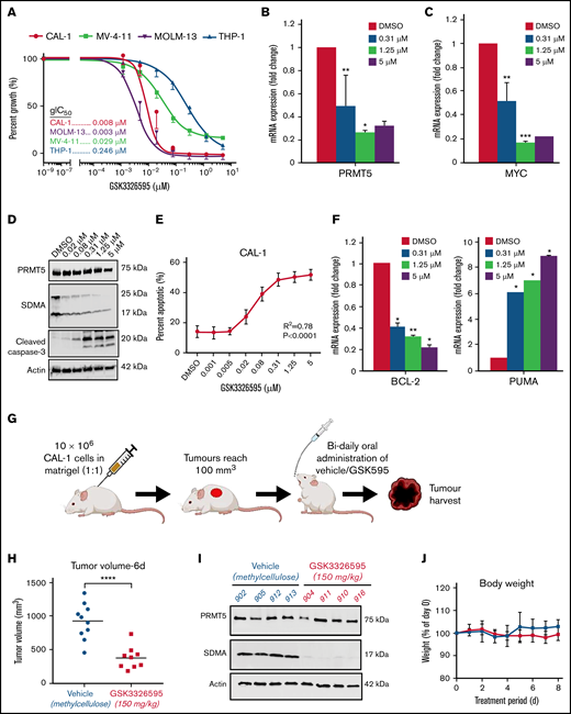 Pharmacological inhibition of PRMT5 induces apoptosis and mitigates tumor growth. (A) Treatment of BPDCN (CAL-1) and AML (THP-1, MOLM-13, MV-4-11) cells with GSK3326595. Decrease in (B) PRMT5 and (C) MYC mRNA expression after 72 hours of treatment. (D) Reduction in SDMA levels upon GSK595 treatment. (E) A dose-dependent increase in apoptotic fraction after treatment. (F) Expression of anti (BCL-2) and proapoptotic (PUMA) genes in GSK595-treated CAL-1 cells, normalized to DMSO. (G) Schematic illustration of treatment regimen (created with BioRender.com) (H) Decrease in tumor volume in GSK595-treated mice compared with vehicle-treated. (I) Loss of SDMA expression in tumors harvested from treated mice. (J) Mice body weight upon treatment with vehicle or GSK595. Data are shown as mean ± standard error of the mean of 3 independent experiments. *P < .05; **P < .01; ***P < .001.
