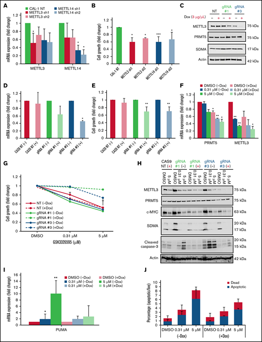 METTL3 depletion attenuates the effect of PRMT5 inhibition on BPDCN cells. (A) Reduction in mRNA expression of METTL3 and METTL14 after 72 hours of shRNA KD (normalized to NT). (B) CAL-1 cell growth after 72 hours shRNA KD, normalized to NT. (C) Expression of METTL3 upon KO induction with 2 independent METTL3 sgRNAs (72 hours, 3 µg/mL Dox). (D) mRNA expression of METTL3, 72 hours after Dox induction, normalized to NT. (E) CAL-1 cell growth after METTL3 KO (72 hours, 3 µg/mL Dox), normalized to noninduced. (F) mRNA expression of PRMT5 and METTL3 in GSK595-treated KO cells. (G) Cell growth of CAS9 and METTL3 KO cells after GSK595 treatment, normalized to DMSO. (H) Lack of cleaved caspase-3 activation upon treatment in KO cells only. (I) mRNA expression of PUMA in GSK595-treated KO cells. (J) Quantification of the apoptotic fraction. Data are shown as mean ± standard error of the mean of 3 independent experiments. *P < .05; **P < .01; ***P < .001.
