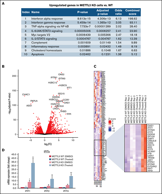 Loss of METTL3 induces IFN signaling upon PRMT5 inhibition. (A) Enriched pathways within upregulated genes in KO cells (analyzed using “Enrichr”; https://maayanlab.cloud/Enrichr/). (B) Volcano plot depicting up and downregulated genes upon METTL3 KO. (C) Heatmap showing the expression pattern of IFN pathway signaling genes. Z-scores were calculated for each gene using DESeq2 normalized counts. Gene expression clustering was performed using the Euclidean distance and complete linkage method. mRNA expression of (D) IFIT genes and (E) IRFs in WT, METTL3 KO - DMSO and GSK595-treated cells (normalized to WT DMSO). (F) Validation of METTL3 overexpression in CAL-1 cells. (G) Expression of IFIT1 in WT and METTL3 OE cells after GSK595 treatment. Data are shown as mean ± standard error of the mean of 3 independent experiments. *P < .05; **P < .01; P < .001.