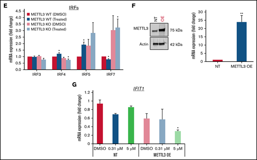 Loss of METTL3 induces IFN signaling upon PRMT5 inhibition. (A) Enriched pathways within upregulated genes in KO cells (analyzed using “Enrichr”; https://maayanlab.cloud/Enrichr/). (B) Volcano plot depicting up and downregulated genes upon METTL3 KO. (C) Heatmap showing the expression pattern of IFN pathway signaling genes. Z-scores were calculated for each gene using DESeq2 normalized counts. Gene expression clustering was performed using the Euclidean distance and complete linkage method. mRNA expression of (D) IFIT genes and (E) IRFs in WT, METTL3 KO - DMSO and GSK595-treated cells (normalized to WT DMSO). (F) Validation of METTL3 overexpression in CAL-1 cells. (G) Expression of IFIT1 in WT and METTL3 OE cells after GSK595 treatment. Data are shown as mean ± standard error of the mean of 3 independent experiments. *P < .05; **P < .01; P < .001.