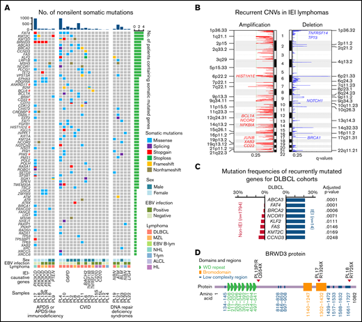 Somatically mutated genes in IEI-related lymphomas. (A) Genes affected by nonsilent, somatically occurring mutations in at least 2 IEI lymphomas or involved in DNA repair pathways are displayed as 3 groups, namely, patients with APDS (PIK3CD mutated) or APDS-like immunodeficiency (PTEN mutated), CVID, and DNA repair deficiency syndromes. Functional DLBCL oncogenes are marked with a red hash symbol. The non-IEI lymphoma data were downloaded from previous studies of DLBCL and MZL.42-44 (B) The recurrent CNVs in IEI lymphomas. (C) Significantly recurrently mutated genes in IEI DLBCL vs non-IEI DLBCLs are shown (adjusted P < .1). For the non-IEI cohort, which consisted of both HBsAg-positive and -negative patients, HBsAg+ patients were excluded. (D) The positions of the 3 BRWD3 stop-gain mutations are shown. #, previously described oncogenes for DLBCL; EBV B-lym, EBV-associated B-cell lymphoma; T-lym, T-cell lymphoma; WD, tryptophan-aspartic acid.