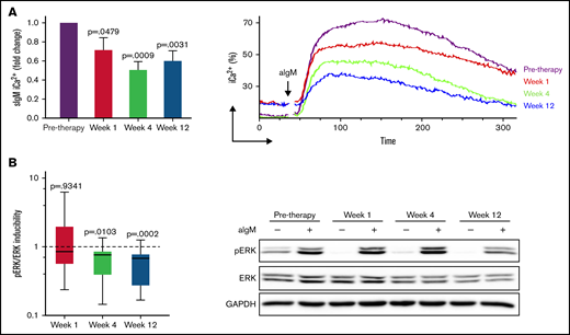 Anti-IgM induced signaling is reduced during ibrutinib therapy. CLL cells taken before and at weeks 1, 4, and 12 of ibrutinib therapy were stimulated with anti-IgM, and signaling was measured by flow cytometry or immunoblotting. (A) Intracellular iCa2+ mobilization at different time points of therapy is shown as fold change relative to pretherapy (n = 15) (left). Pretherapy values were set to 1. Mean + SEM is shown. Representative plot showing reduced but maintained iCa2+ during ibrutinib in a patient with CLL with high sIgM levels (right). (B) pERK/ERK inducibility was measured as aIgM/basal pERK/ERK at each time point of therapy in 15 patients with CLL and is shown as fold change relative to pretherapy (pretherapy inducibility was set to 1) (left). Representative immunoblot showing persistence of ERK phosphorylation during therapy (right). P values at each time-point in both panels are relative to pretherapy values.