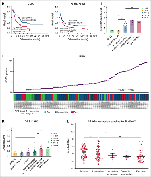 Upregulation of SPAG6 is a frequent event in AML patients and indicates a poor prognosis in human AML. (A) The public data on AML were obtained from GEO (Gene Expression Omnibus) databases, and the mRNA expression levels of SPAG6 in AML and control samples were statistically analyzed. (B) The mRNA level of SPAG6 in 3 independent datasets GSE9476, GSE138702, and GSE13159. (C) SPAG6 expression in tumor and normal tissues was analyzed on the website https://www.oncomine.org/. (D) Real-time polymerase chain reaction analysis of SPAG6 mRNA expression in AML patients (n = 28) and control samples (n = 10). (E) SPAG6 expression in CD34+ leukemia stem cells from AML patients (n = 7) and control samples (n = 6). (F) Western blot analysis of SPAG6 protein expression in AML patients (n = 18) and control samples (n = 8). (G) The mRNA and protein level of SPAG6 in normal hematopoietic cells and K562, THP-1, HL-60, and HEL cells. (H) Overall survival analyses between patients with high or low SPAG6 expression in TCGA and GSE37642 dataset. (I) SPAG6 expression from AML patients (n = 35) with various cytogenetic aberrations. (J) The correlation between SPAG6 expression and AML CALGB cytogenetics risk category in TCGA database. (K) SPAG6 expression from AML patients with various cytogenetic aberrations (GSE13159). (L) SPAG6 expression from AML patients with different risk status in Vizome-ELN2017. *P < .05; **P < .01. LCSs, leukemia stem cells.