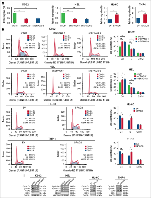 SPAG6 promoted proliferation and G1 to S phase transition in leukemic cells. (A-B,E). K562 and HEL cells were transduced with lentiviral particles expressing different shRNA clones directed against SPAG6 (shSPAG6-1 and shSPAG6-2). The cell lines HL-60 and THP-1 were transduced with lentiviral particles expressing SPAG6 or EV. The cell proliferative capacities were detected by CCK-8, colony formation, and EdU assays in K562, HEL, HL-60, and THP-1 cells with treatment as indicated. (C-D) Proliferation and colony formation of CD34+ cells from a patient with favorable risk (Patient 1) and a patient with poor risk (Patient 2) when SPAG6 was knocked down. (F) Western blot detection for expression levels of Ki67 and PCNA. (G) AML cell migration was determined by Transwell assay. (H) Flow cytometry analysis showing cell cycle distribution in K562, HEL, THP-1, and HL-60 cells with treatment as indicated. (I) Western blot analysis showing the expression levels of cyclin D1, cyclin E1, CDK2, and CDK4 in AML cells with treatment as indicated. Scale bar, 50 μm. *P < .05; **P < .01. PCNA, proliferating cell nuclear antigen.