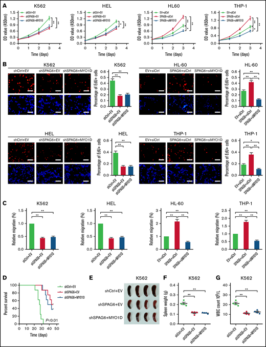 SPAG6, in association with MYO1D, promotes cell growth and migration of AML cells. (A-B) K562 and HEL cells with SPAG6 knockdown and HL-60 and THP-1 cells with SPAG6 overexpression were transfected with MYO1D forced expression vector or small interfering RNA as indicated. The cell proliferative capacities were detected by CCK-8 and EdU assays in K562, HEL, HL-60, and THP-1 cells with treatment as indicated. (C) Transwell assay in K562, HEL, HL-60, and THP-1 cells treated as indicated. (D) K562 cells with SPAG6 knockdown were transfected with MYO1D forced expression or control vector as indicated. Kaplan-Meier curves showed the survival of mice treated as indicated. (E-F) Size and weight of the spleen between different treatment groups. (G) White blood cells (WBCs) in mice were treated as indicated. *P < .05; **P < .01.