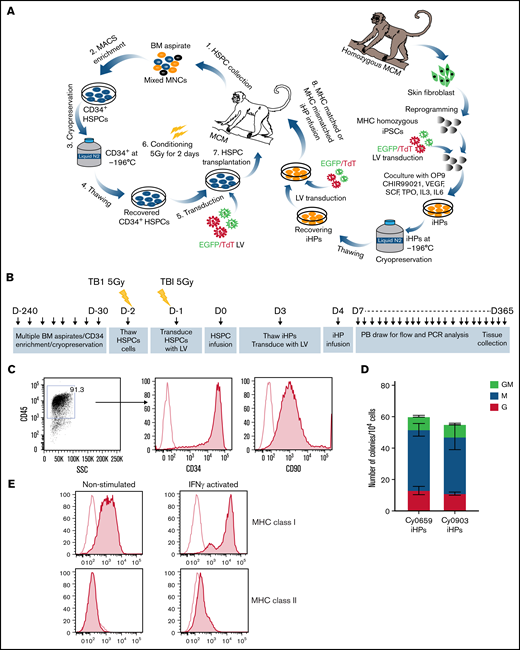 Characterization of iHPs. (A) Schematic diagram of HSPC transplantation and iHP infusion experiments. (B) Timeline for experiments. (C) Representative flow cytometric dot plot and histograms showing expression of CD34 and CD90 (filled histogram) vs unstained control (empty histogram in iHPs; cells are gated on live CD45+ cells). (D) Colony-forming cell (CFC) potential of iHPs. Results are mean ± standard deviation for 3 independent experiments. (E) Representative flow cytometric experiment showing MHC class I and class II expression (filled histograms) relative to unstained controls (empty histogram) in iHPs before and after activation with interferon-γ (IFN-γ). Cells are gated on live CD45+ cells. LV, lentivirus; PB, peripheral blood.