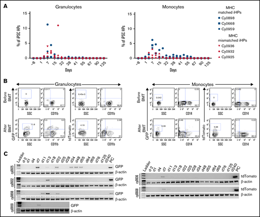 Detection of iPSC-derived cells in peripheral blood. (A) Percentage of eGFP+ or tdTomato+ cells within granulocyte or monocyte forward scatter (FSC) vs side scatter (SSC) gate after gating on live single cells in individual animals. (B) Representative dot plots showing eGFP or tdTomato vs CD11b or CD14 expression by cells within granulocyte or monocyte FSC vs SSC gate. (C) Genomic PCR analysis using primers specific for eGFP or tdTomato to detect iPSC-derived cells in the peripheral blood. Peripheral blood mononuclear cells from animal undergoing transplantation with eGFP-transduced HSPCs were used as positive control for animals that received eGFP-tagged iHPs. iHPs expressing tdTomato were used as positive control for animals that received iHPs tagged with tdTomato. Peripheral blood collected before transplantation was used as negative control.