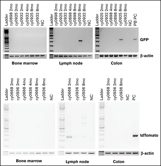 Detection of eGFP- or tdTomato-tagged iPSC-derived cells by genomic PCR in biopsy specimens collected from BM, colon, and lymph nodes. BM, lymph node, and colon biopsies collected from animal that did not receive any eGFP or tdTomato cells were used as negative control. Peripheral blood mononuclear cells from animal undergoing transplantation with eGFP-transduced HSPCs were used as positive control for animals that received eGFP-tagged iHPs. Day-10 iHPs expressing tdTomato were used as positive control for animals that received iHPs tagged with tdTomato.