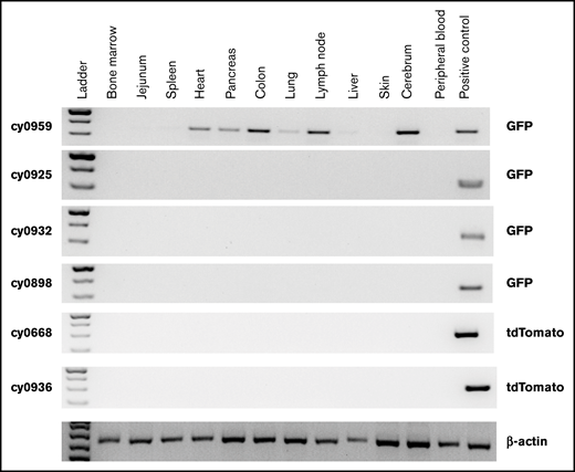 Detection of eGFP- or tdTomato-tagged iPSC-derived cells by genomic PCR in collected postmortem tissues. Peripheral blood mononuclear cells from animal undergoing transplantation with eGFP-transduced HSPCs were used as positive control for animals that received eGFP-tagged iHPs. Tissues were collected 25 days (cy0959) or 1 year (remaining animals) after iHP infusion. Day-10 iHPs expressing tdTomato were used as positive control for animals that received iHPs tagged with tdTomato.