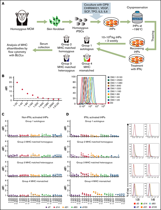 Evaluation of immunogenicity of iHPs derived from MHC homozygous iPSCs. (A) Schematic diagram for the assessment of alloimmune response to iPSC-derived iHPs. (B) Titration of serum from MCMs infused with MHC-mismatched peripheral blood lymphocytes (positive control). Day-0 serum before lymphocyte infusion. Day-90 serial dilutions of serum collected 90 days after infusion. nMFI values and fluorescence-activated cell sorting plots are shown. (C) Titration graphs of serum samples from each group collected at different time points from animals that were infused with MHC homozygous iHPs that were not activated with IFN-γ. (D) Titration graphs of serum samples from each group collected at different time points from animals that were infused with MHC homozygous iHPs that were activated with IFN-γ and analyzed. Dot plots of 1/20 and 1/40 dilutions of serum collected at different times after iHP infusion from representative animals are shown. In panels C and D titration graphs, each dot represents a different animal from each group. The different days of the serum collection after the first iHP infusion are indicated by different colors (day 0-120).