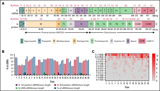 ADAMTS13 synonymous variant characteristics. (A) Schematic diagram of ADAMTS13 exons and encoded protein domains with the number of sSNVs in each exon and domain (in italic red). (B) Proportion of 376 variants present in first codon position (solid red) or in third codon position (red outline). Proportion of sSNVs found in patients with USS (yellow). Proportion of variants present in each exon, normalized by exon length (gray). (C) Distribution of 12 possible nucleotide substitutions of synonymous mutations across ADAMTS13 exons and the percentage of variants with given nucleotide substitution provided in parentheses.