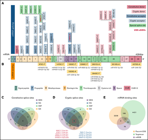 Synonymous variants may affect splicing and miRNA-binding sites within ADAMTS13. (A) ADAMTS13 sSNVs that were predicted to affect splice sites across ADAMTS13 exons and encoded protein domains. Exons are colored consistent with the protein domain(s) they encode. sSNVs that were predicted to affect constitutive donors are highlighted in dark pink, and those predicted to affect constitutive acceptors are highlighted in dark blue. Variants predicted to affect cryptic donors are highlighted in light pink, and those predicted to affect cryptic acceptors are highlighted in light blue. Variants predicted to affect special case exon 8 acceptor or exon 25 donor are colored green. USS variants are shown in red. (B) Variants predicted to affect miRNA-binding sites according to Paccmit-CDS, TargetScan, and miRDB. Consistency of splice affects predictions between MES, NNsplice (NN), SpliceSiteFinder-like (SSF), and GeneSplicer (GS) splice prediction tools for constitutive splice sites (C) and for cryptic and special case cryptic splice sites (D). (E) Venn diagram displays numbers of ADAMTS13 sSNVs that affect miRNA-binding sites as predicted by Paccmit-CDS, TargetScan, and miRDB. Acc, acceptor; C, cysteine-rich; Cryp, cryptic; D, disintegrin-like; Don, donor; M, metalloproteinase; P, propeptide; T1-T8, thrombospondin repeats 1-8; S, spacer; CUB (C1r/C1s, urinary epidermal growth factor, bone morphogenetic protein); SP, signal peptide.