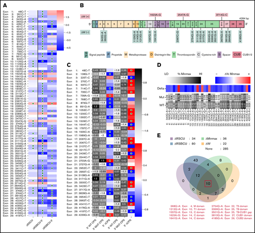 Synonymous variants of ADAMTS13 affect codon usage. (A) Synonymous ADAMTS13 variants with significantly different RSCU (ΔRSCU) or relative synonymous bicodon usage for 2 codon pairs (ΔRSBCU-5′ and ΔRSBCU-3′) compared with WT ADAMT S13. Green stars indicate significant values. (B) sSNVs with significantly different codon adaptation index (ΔW). (C) Variants with significant changes in CPS for 5′ or for 3′ codon pair. Green stars indicate whether change in CPS is significant for each variant and each codon pair. (D) Variants that result in significantly different %MinMax values. All δ values presented here are significant. (E) Overlap between variants that significantly affect ΔRSCU, relative synonymous bicodon usage ΔRS BCU, Δ%MinMax, and ΔW. Ten sSNVs that significantly affect all 4 parameters appear in red along with their exon and encoded protein domain. Differences considered significant where P < .05 (see the supplemental Methods for a description of P value computation and supplemental Excel File 1 for P values).