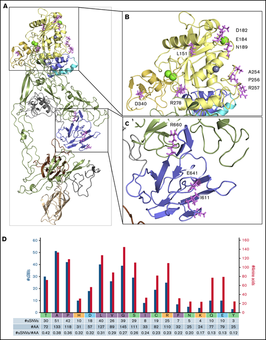 ADAMTS13 sSNVs may affect mRNA regions encoding the active site and metal-binding domains. Crystal structure of the ADAMT S13 domain (A) with the highlighted metalloprotease domain (B) and spacer domain (C) to display amino acid (AA) position that may be affected by synonymous variants of ADAMT S13. Specific ADAMT S13 domains are color coded: signal peptide = light blue; propeptide = blue; metalloprotease = yellow; disintegrin-like = gold; T1-T8 = green; C = cysteine-rich = gray; spacer = purple; CUB1 = ivory; and CUB2 = brown. (D) Number of ADAMT S13 sSNVs encoding specific amino acids (nonpolar in gray, polar in green, positively charged in red, negatively charged in blue) represented by blue bars and the number of each amino acid in ADAMT S13 represented by gold bars.