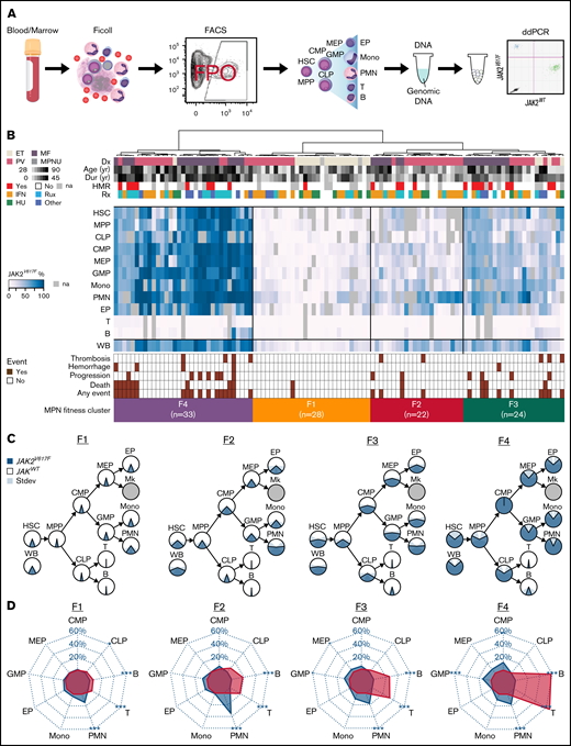 MPN fitness levels are associated with clinical features and outcome. (A) Schematic of the strategy used to purify and assess 11 hematopoietic populations isolated from PB: HSC, multipotent progenitor (MPP), common lymphoid progenitor (CLP), common myeloid progenitor (CMP), megakaryocyte-erythroid progenitor (MEP), granulocyte-macrophage progenitor (GMP), erythroid precursor (EP), monocyte (Mono), neutrophil (PMN), T lymphocyte (T), and B lymphocyte (B). ddPCR, droplet digital polymerase chain reaction; FACS, fluorescence-activated cell sorter. (B) Heatmap of unsupervised, hierarchical, principal component clustering of 11-population JAK2V617F MAFs for 107 patients with MPN. Four major fitness clusters (F1, F2, F3, F4) are highlighted with relevant clinical information indicated under the dendrogram, including diagnosis (Dx), age, duration of MPN (Dur), high-molecular risk mutation status (HMR), and treatment (Rx). Clinical outcome events are shown under the heatmap. (C) Composite fitness patterns of F1, F2, F3, F4 patient groups are presented within a hematopoiesis hierarchy with mean MAF shown for each population as a blue wedge and ± standard deviation (Stdev) indicated in translucent blue shading. (D) Radar plots showing the difference in mean MAF between immature stem and progenitors (HSC+MPP) and each of 9 progenitors and differentiated cells. *P < .05; **P < .01; ***P < .001.