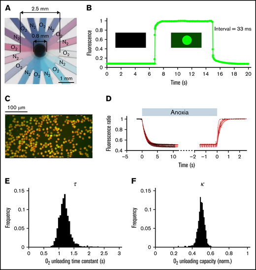 Measuring oxygen handling by RBCs. (A) Microfluidic chamber showing 16 channels supplied from 2 different solutions, and feeding into a central chamber where cells are superfused. (B). Rate of solution exchange was gauged by including 15 μM fluorescein in 1 of the solutions. The exchange time constant is better than 33 ms. (C) Imaging of RBCs loaded dually with CellTracker DeepRed and Calcein. (D) Fluorescence ratio (DeepRed/Calcein) during a rapid solution exchange, from normoxia to anoxia and back. The datapoints (black) are fitted to a monoexponential curve (red). (E) Histogram of time constant (τ) and (F) oxygen carrying capacity (κ) obtained for RBCs drawn from a nonanemic donor. A total of 1263 cells imaged from 18 fields of view and 2 loadings.