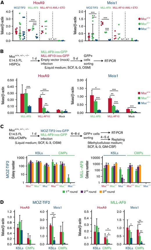 Endogenous MOZ is critical for MOZ/MLL fusion-mediated induction of target gene expression. (A) Gene expression concentrations of the Hoxa9/Meis1 genes in MOZ-TIF2, MLL-AF9, MLL-AF10, and AML1-ETO AML cells. Colonies of Moz+/+, Moz+/−, or Moz−/− AML cells that were serially replated >3 times were harvested and analyzed for Hoxa9, Meis1, and β-actin expression by quantitative reverse transcriptase-PCR (qRT-PCR). Expression levels of Hoxa9 and Meis1 were normalized to those of β-actin (n = 4 to 8). Error bars represent mean ± SD. Expression levels were compared using the Student t test; ∗P < .05 and ∗∗∗P < .005. N.T., not tested. (B) Expression of the Hoxa9/Meis1 genes in Moz+/+, Moz+/−, or Moz−/− cells bearing MLL-AF9 or MLL-AF10. The experimental scheme is shown at the top. Moz+/+, Moz+/−, or Moz−/− FL lineage− HSPCs were transduced with MLL-AF9, MLL-AF10, or empty vector (Mock) and cultured in a liquid medium. GFP+ cells were then sorted, and the expression levels of Hoxa9, Meis1, and β-actin were analyzed by qRT-PCR (n = 3 to 4). Expression levels of Hoxa9 and Meis1 were normalized to those of β-actin. Error bars represent mean ± SD. Expression levels were compared using the Student t test; ∗P < .05 and ∗∗∗P < .005. (C) Colony formation of Moz+/+, Moz+/−, or Moz−/− KSLs/CMPs bearing MOZ-TIF2 or MLL-AF9. The experimental scheme is shown at the top. First, Moz+/+, Moz+/−, or Moz−/− KSLs/CMPs (1 × 104 cells) were transduced with MOZ-TIF2 or MLL-AF9 fusion genes and cultured in a liquid medium. Subsequently, GFP+ cells (5 × 104) were sorted and cultured in a methylcellulose medium. Colony numbers were counted every 4 to 5 days, and then 3 × 104 cells were subsequently serially replated 3 times. The mean numbers of colonies formed by MOZ-TIF2– or MLL-AF9–expressing Moz+/+, Moz+/−, and Moz−/− cells derived from KSL or CMP fractions were calculated from 3, 4, or 5 independent experiments. (D) Hoxa9 and Meis1 expression in MOZ-TIF2–expressing cells derived from KSLs or CMPs. Moz+/+, Moz+/−, or Moz−/− KSLs and CMPs were transduced with the MOZ-TIF2 or MLL-AF9 fusion genes and cultured in a liquid medium. Then GFP+ cells were sorted, and gene expression levels of Hoxa9, Meis1, and β-actin were analyzed by qRT-PCR (n = 3 to 5). Expression levels of Hoxa9 and Meis1 were normalized to those of β-actin. Error bars represent mean ± SD; ∗P < .05, ∗∗P < .01, and ∗∗∗P < .005.