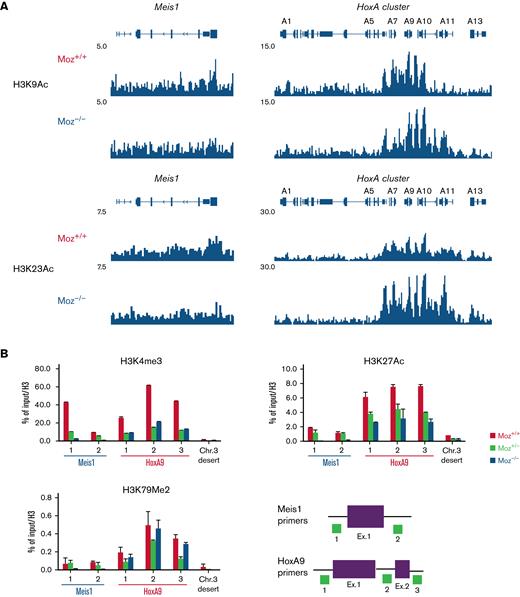 Endogenous MOZ is required for active histone modifications at the Meis1 locus.Moz+/+, Moz+/−, or Moz−/−MOZ-TIF2 and MLL-AF9 AML cells were fixed with formalin, and ChIP-Seq or ChIP-qPCR assays were performed. (A) ChIP-Seq analysis of Histone H3 K9 and K23 acetylation at the Hoxa cluster and Meis1 loci in Moz+/+ and Moz−/− MOZ-TIF2 AML cells. (B) Active histone modifications at the Meis1, Hoxa9 loci, and a mouse chromosome 3 desert (Chr. 3 desert) (negative control) loci in MOZ-TIF2 AML cells. Histone modifications at Meis1, Hoxa9 loci, and a Chr. 3 desert loci were measured by quantitative PCR analysis. Representative results of ChIP assays are shown. Seven independent experiments were conducted in MOZ-TIF2 AML cells. Primer sets used to amplify the Meis1 and Hoxa9 loci are indicated at the bottom. Levels of each histone modification were normalized to input DNA and total histone H3 concentrations. Error bars represent mean ± SD.