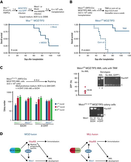 MEIS1 is essential for MOZ fusion-mediated AML development but not for immortalization. (A) AML development of Moz−/− cells bearing MOZ fusion and MEIS1 genes. The experimental scheme is shown at the top. Moz−/− FL lineage− HSPCs were infected with the MOZ-TIF2 gene, followed by the MEIS1 gene or empty vector (Mock), and cultured in a liquid medium. After 5 days, these cells (5 × 105) were transplanted into recipient mice, and their survival was analyzed (n = 5 to 8 per group). Survival was compared using the log-rank test. (B-C) Conditional deletion of the Meis1 gene in MOZ-TIF2 AML cells. (B) Survival of Meis1-deleted MOZ-TIF2 AML cells. The experimental scheme is shown at the top; Meis1f/fCre-ERT2 MOZ-TIF2 AML cells were transplanted into recipient mice, and then tamoxifen (TAM; 80 mg/Kg) or the same dose of corn oil, administered intraperitoneally (n = 8 to 9 per group). Differences in survival were compared using the log-rank test. The lower right panel shows PCR analysis of Meis1 genotypes in BM samples or BM GFP+ cells from mice that did and did not develop AML following transplantation with Meis1f/fCre-ERT2 MOZ-TIF2 AML cells and treatment with TAM. The lower left graph shows the GFP+ cell population in the BM of recipient mice in which no AML development was observed 120 days after transplantation with Meis1f/fCre-ERT2 MOZ-TIF2 AML cells and treatment with TAM. Values indicate the mean numbers of GFP+ cells in the BM. (C) Colony formation by Meis1-deleted MOZ-TIF2 AML cells. After replating 3 times, Meis1f/+ or Meis1f/fCre-ERT2 MOZ-TIF2 AML cells were treated with 4-hydroxy TAM (4-OHT; 100 nM) or the same dose of ethanol (EtOH) and then serially cultured in methylcellulose medium 3 times. The mean number of colonies was calculated from the results of 3 independent experiments. The lower panel shows genotypes of colonies of Meis1f/+ and Meis1f/fCre-ERT2 MOZ-TIF2 AML cells treated with EtOH or 4-OHT. (D) Summary of the findings of this study.