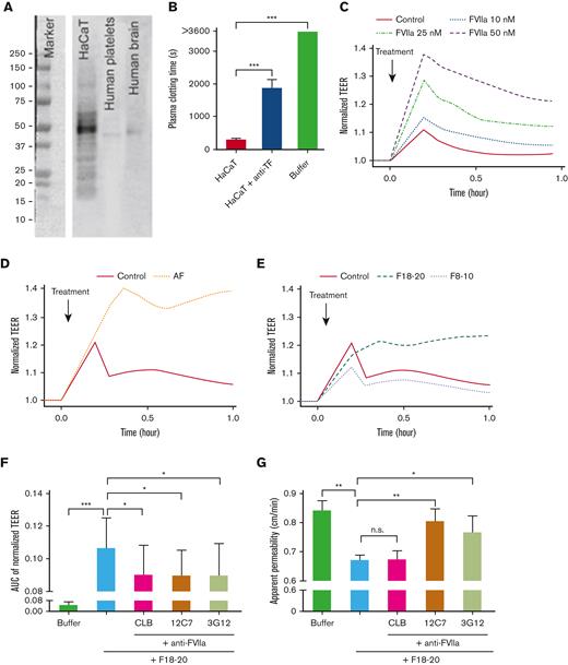 Activated factor VII in amniotic fluid induces an increase in barrier function of TF exposing immortalized human keratinocytes. (A) HaCaT lysate was blotted for TF. Lysates from human platelets and brain were used as negative and positive controls, respectively. (B) Citrate-anticoagulated human plasma was added to HaCaT cells, and clotting time was monitored after recalcification in the absence and presence of a TF antibody (clone HTF-1). (C) TEER of HaCaT cells was measured after addition of human factor VIIa (FVIIa) to HaCaT cells. (D) AF and (E) Sepharose 2B-size exclusion chromatography (SEC2B) separated AF fractions 8 to 10, and 18 to 20 were added to HaCaT cells before measuring TEER. (F) The effect of AF SEC2B fractions 18 to 20 on TEER was measured in the absence and presence of 3 different monoclonal anti-FVII antibodies (CLB, 12C7, and 3G12), which block different specific epitopes of FVII(a). (G) A lucifer yellow rejection assay was performed with AF SEC2B fractions 18 to 20 in the absence and presence of anti-FVII antibodies. All measurements were performed in triplicate. Buffer was used as control. ∗P < .05; ∗∗P < .01; ∗∗∗P < .001; AF, amniotic fluid; AUC, area under the curve; TEER, transepithelial electrical resistance; n.s., nonsignificant.