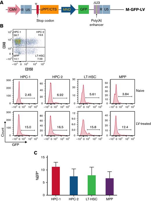 M-GFP-LV transduces LT-HSCs and HPCs in C57BL/6 mice. MND-GFP-LV (2.88 × 107 ifu per animal) was IO-injected in C57BL/6 mice (n = 4 per group). Untreated naive mice were used as control samples. (A) BM was isolated 1 week after LV delivery and stained for LT-HSCs (LSK-CD150+CD48−), HPC-1 (LSK-CD150−CD48+), HPC-2 (LSK-CD150+CD48+), and MPPs (LSK-CD150−CD48−). (B) GFP expression was measured in each subtype of LSK cells in untreated naive (top) and LV-treated (bottom) mice. From left to right, HPC-1, HPC-2, LT-HSC, and MPP. (C) Summary plot of GFP expression after subtracting the control samples in different subpopulations of LSK cells. The data are presented as means with standard deviation.