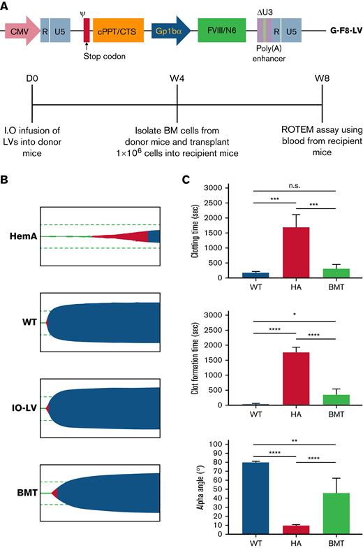 Secondary transplant of HSPCs from HemA mice IO-treated with G-F8-LVs maintains phenotypical correction. HemA mice were treated with IO infusion of G-F8-LV (1.5 × 109 ifu/mL). Four weeks after treatment, total BM cells were isolated from LV-treated mice and transplanted into recipient HemA mice (1 × 106 BM cells per mouse). One month after the secondary transplant, we performed the ROTEM assay. (A) Schematic of self-inactivating LV genome encoding FVIII under the platelet-specific promoter, GpIbα (top panel), and the schedule of the secondary transplant experiments (bottom panel). (B) Representative ROTEM assays were shown for an untreated naive HemA mouse (HemA), a wild-type C57BL/6 mouse control (WT), a G-F8-LV–treated donor mouse (IO-LV), and a secondary BM transplant recipient mouse (BMT). (C) Summary of ROTEM assay results. The data are presented as means with standard deviation from 2 separate experiments. ∗P < .05, ∗∗P < .01, ∗∗∗P < .001, and ∗∗∗∗P < .0001.