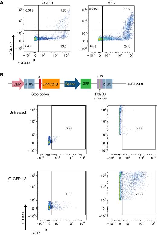G-GFP-LV transduction induces GFP expression in human megakaryocytes in vitro. (A) Human CD34+ cells isolated from G-CSF mobilized donors were cultured in SFEM II media supplemented with CC110 or MEG for 9 days. Preferential differentiation into megakaryocytes (CD41a+, CD42b+) was measured using flow cytometry. (B) Schematic of the self-inactivating LV genome encoding GFP under the platelet-specific promoter GpIbα is shown at the top. Human HSPCs were transduced with G-GFP-LV and cultured in MEG-supplemented SFEM media for 9 days before the expression was measured on flow. Top row of flow panels, untransduced cells; bottom row of flow panels, cells transduced at a multiplicity of infection (MOI) of 1. GFP expression was gated in CD41a− cells (left panels) and CD41a+ cells (right panels).