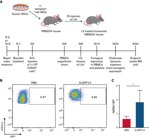 G-GFP-LV induces GFP expression in human platelets in vivo. (A) Schematics and schedule of IO-LV therapy in humanized NMSGW mice. A total of 1 × 106 human CD34+ cells were transplanted to 8- to 10-week-old NBSGW mice. Eight weeks after transplant, mice were IO-injected either with PBS (20 μL per animal) or G-GFP-LV (6.3 × 108 ifu per animal). Platelets from G-GFP-LV–injected humanized NBSGW mice were isolated after clodronate liposome treatment 12 weeks after LV infusion. (B) GFP expression was measured in human platelets by flow cytometry. (C) Summary plot of GFP expression in human platelets after treatment with clodronate liposomes (PBS, n = 4; G-GFP-LV, n = 5). The data are presented as means with standard deviation from 2 separate experiments. ∗P < .05.