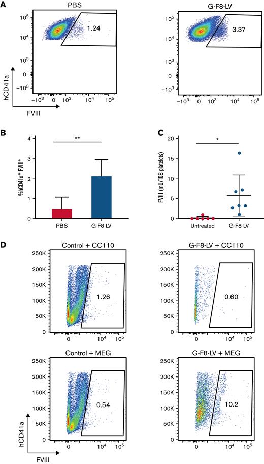 IO delivery of G-F8-LV produced persistent FVIII expression in human megakaryocytes and platelets. Eight weeks after the transplant of 1 × 106 human CD34+ cells, humanized NBSGW mice were IO-injected either with PBS (20 μL per animal) or with G-F8-LV (5 × 107 ifu per animal). Twelve weeks following IO injection, platelets were collected from control mice injected with PBS (n = 5) and mice injected with G-F8-LV (n = 7) following CL treatment and lysed using 0.5% CHAPS. FVIII concentrations in platelets were measured by flow cytometry and ELISA. (A) Representative flow cytometry data from control and G-F8-LV–treated mice. The flow panels were gated for hCD41a+FVIII+ cells. Left, PBS injected; right, G-F8-LV injected. (B) Summary plot of FVIII+ cells in hCD41a+ platelets by flow cytometry (PBS, n = 4; G-F8-LV, n = 7). (C) Summary plot of FVIII concentrations measured in the supernatant of lysed platelets by ELISA. The data are presented as means with standard deviation from 3 separate experiments. ∗P < .05 and ∗∗P < .01. (D) BM of control or G-F8-LV–treated mice were harvested, and hCD34+ cells were isolated using autoMACS. The cells were grown in either CC110 or MEG-supplemented SFEM II media for 9 days, and intracellular expression of FVIII was measured by flow cytometry.