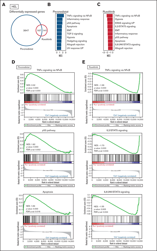 RNA-seq shows pevonedistat and ruxolitinib alter distinct signaling pathways. (A) Differentially expressed genes after ruxolitinib and pevonedistat treatment in HEL cells. Cells were treated with 1 µM pevonedistat, 0.5 µM ruxolitinib, or DMSO control for 24 hours. (B) GSEA of the top 10 altered Hallmark pathways after pevonedistat treatment from HEL RNA-seq. (C) GSEA of the top 10 altered Hallmark pathways after ruxolitinib treatment from HEL RNA-seq. (D) Enrichment scores of top altered pathways after pevonedistat treatment. Enrichment scores of top altered pathways after ruxolitinib treatment. (E) Heatmap showing key NFκB and apoptosis pathway regulators of HEL cells treated with DMSO control, pevonedistat, ruxolitinib, or combination (1 µM pevonedistat and 0.5 µM ruxolitinib for 24 hours) from RNA-seq analysis. Samples provided in duplicate and calculate values denote row z-score. (G) Top altered Hallmark pathways with GSEA after ruxolitinib and pevonedistat combination treatment from HEL RNA-seq.