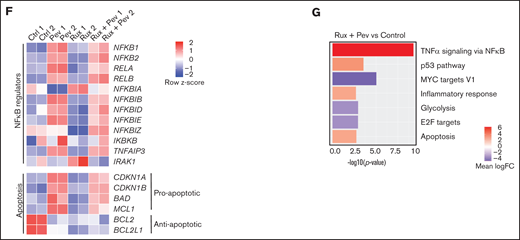 RNA-seq shows pevonedistat and ruxolitinib alter distinct signaling pathways. (A) Differentially expressed genes after ruxolitinib and pevonedistat treatment in HEL cells. Cells were treated with 1 µM pevonedistat, 0.5 µM ruxolitinib, or DMSO control for 24 hours. (B) GSEA of the top 10 altered Hallmark pathways after pevonedistat treatment from HEL RNA-seq. (C) GSEA of the top 10 altered Hallmark pathways after ruxolitinib treatment from HEL RNA-seq. (D) Enrichment scores of top altered pathways after pevonedistat treatment. Enrichment scores of top altered pathways after ruxolitinib treatment. (E) Heatmap showing key NFκB and apoptosis pathway regulators of HEL cells treated with DMSO control, pevonedistat, ruxolitinib, or combination (1 µM pevonedistat and 0.5 µM ruxolitinib for 24 hours) from RNA-seq analysis. Samples provided in duplicate and calculate values denote row z-score. (G) Top altered Hallmark pathways with GSEA after ruxolitinib and pevonedistat combination treatment from HEL RNA-seq.