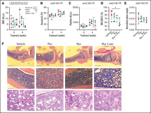 Pevonedistat and ruxolitinib combination treatment is efficacious in the Jak2 V617F mouse model of polycythemia vera. (A-D) Cellular measurements of Jak2 transplanted mice (n = 5 for each group) after 4-week treatment with pevonedistat (60 mg/kg), ruxolitinib (90 mg/kg), or combination. White blood cells (A); hematocrit (B); platelets (C); and BM CD45.2+ cells (D). *P < .05; **P < .01; ***P < .001 by 1-way analysis of variance (ANOVA) with Dunnett’s multiple comparisons test. (E) Normalized spleen weights of mice at endpoint. (F) Representative H&E staining of tibia sections from treated mice at endpoint. Scale bar: 1 mm (top), 0.25 mm (middle), and 80 µm (bottom).