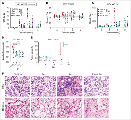 Pevonedistat reduces disease burden and prolongs survival in the MPL W515L mouse model of myelofibrosis. (A-C) Cellular measurements of MPL W515L transplanted mice (n = 8 for each group) after treatment with pevonedistat (60 mg/kg), ruxolitinib (90 mg/kg), or combination. White blood cells (A); hematocrit (B); and platelets (C). **P < .01; ***P < .001; ****P < .0001 by 2-way ANOVA with Dunnett’s multiple comparisons test. (D) Normalized spleen weights of mice at endpoint. **P < .01; ***P < .001 by 1-way ANOVA with Dunnett’s multiple comparisons test. (E) Kaplan-Meier survival curve of MPL W515L mice with log-rank P statistics. (F) Representative H&E and reticulin immunohistochemistry staining of BM from mouse tibias at endpoint. Scale bar: 40 µm.