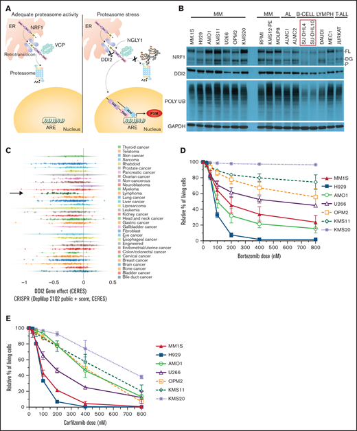 MM is dependent on DDI2/NRF1 for survival. (A) NRF1 processing in the face of adequate (left panel) or inadequate (right panel) proteasome activity. The ER localization domain, transactivating domain (TAD), and DNA binding domain (DBD) of NRF1, as well as deglycanase NGLY1, aspartic protease DDI2 and p97/VCP, are shown. Cleaved NRF1 translocates to the nucleus where it dimerizes with small MAF proteins, binds to antioxidant responsive elements (ARE), and induces transcription of proteasome subunit genes (PSM). (B) Western blot showing full length (FL), deglycosylated (DG), and processed (P) NRF1 (top blots); DDI2 (second blot); and polyUb proteins (third blot) across a panel of MM, AL amyloidosis (AL), B cell lymphoma (B-CELL LYMPH), and T acute lymphoblastic leukemia (T-ALL) cell lines. In comparison with SU-DHL4 and SU-DHL10 cell lines (red box), all other cell lines are characterized by higher polyUb protein accumulation and increased expression of NRF1. GAPDH served as a loading control (bottom blot). (C) CERES score for DDI2 across 342 cancer cell lines assessed via genomic CRISPR screening as part of the DepMap project. Using this approach, a CERES score of −1 identifies an essential gene. MM (green stars indicated by a black arrow) is the cancer cell type that is most highly dependent on DDI2. (D-E) Relative percentage of living cells (Annexin V− and PI− on flow cytometry) after pulse treatment with specific doses of bortezomib (D) or carfilzomib (E), normalized against cells treated with DMSO (control).33 Data are the average of 3 biological replicates with standard deviation.