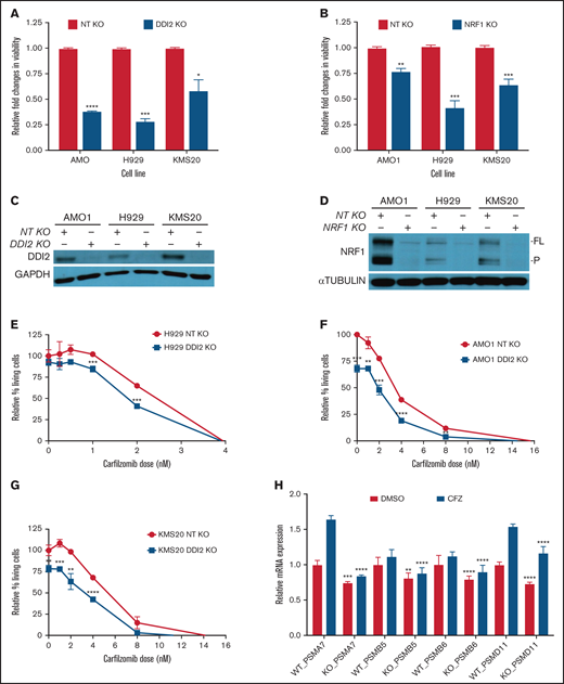 DDI2 KO is cytotoxic in MM and sensitized to PI treatment by impairing de novo proteasome subunit biogenesis. (A) Relative changes in viability of DDI2-KO AMO1, H929, and KMS20 cells (blue bars) compared with cells subjected to RNP with a nontargeting (NT) gRNA (red bars). The average of 3 independent biological experiments is shown. (B) Relative changes in viability in NRF1-KO AMO1, H929, and KMS20 cells (blue bars) compared with cells subjected to RNP with an NT gRNA (red bars). The average of 3 independent biological experiments is shown. (C-D) Western blotting showing DDI2 (C) or NRF1 (D) KO in cells used for the growth competitive assay in (A) and (B), respectively. GAPDH and α-tubulin served as loading controls, respectively. FL, full length; P, processed. (E-G) Percentage of living (Annexin V−/PI− on flow cytometry) DDI2 KO (blue line) H929 (E), AMO1 (F), and KMS20 (G) cells after 48 hours of treatment with the indicated dose of carfilzomib. Data were normalized against DDI2 WT cells (red line). The average of 3 independent experiments is shown. (H) Real-time PCR showing expression of messenger RNA coding for proteasome subunits PSMA7, PSMB5, PSMB6, and PSMD11 in DDI2 WT vs DDI2-KO KMS20 cells treated with DMSO (red bars) or a sublethal dose of carfilzomib (CFZ, blue bars). For each gene, RNA level in WT DDI2 cells treated with DMSO was used as control for normalization. The P value was calculated for each paired condition (same proteasome subunit and same treatment) for DDI2 WT vs KO. One representative experiment of 3 biological replicates, each with triplicate conditions, is shown. *P < .05, **P < 0.01, ***P < .001, ****P < .0001.