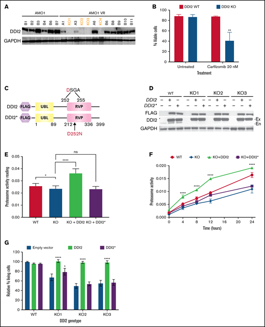 DDI2 KO impairs proteasome recovery after irreversible inhibition and sensitizes to the PI carfilzomib. (A) Western blot showing the absence of DDI2 expression in 4 distinct biallelic DDI2-KO clones (orange font) obtained from AMO1-VR cells. GAPDH was used as loading control. (B) Percentage of DDI2 WT (red bars) or DDI2 KO (blue bars) viable cells at baseline and after treatment with 20 nM carfilzomib for 48 hours. Results were obtained from 3 distinct DDI2 KO monoclones and averaged. Average of 3 independent experiments. (C) Schema of DDI2 and DDI2* add-backs showing N terminus FLAG tag and the ubiquitin-like (UBL) and retroviral-like protease (RVP) domains. The critical loss-of-function mutation D252N in the catalytic domain is also shown. (D) Western blot showing expression of DDI2 and DDI2* in WT and DDI2-KO cells based on FLAG (top panel) and DDI2 (middle panel) expression. The endogenous (En) DDI2 band is visible in DDI2 WT cells in contrast to exogenously expressed DDI2 (Ex). (E) Baseline chymotryptic-like (CT-L) proteasome activity in DDI2 WT (red bar), DDI2-KO monoclones (blue bar), DDI2-KO monoclones plus DDI2 add-back (green bar) and DDI2-KO monoclones plus DDI2* add-back (purple bar) AMO1-VR. Average of 3 independent experiments using 2 distinct DDI2-KO clones is shown. (F) DDI2 WT AMO1-VR cells (solid red line), DDI2-KO clones (solid blue line), and DDI2-KO clones expressing DDI2 (dashed green line) or DDI2* (dashed purple line) add-back were treated with carfilzomib for 1 hour to almost fully inhibit proteasome function (time 0). CT-L proteasome activity was assessed at the indicated time points after carfilzomib wash out. Average of 3 independent experiments with 2 distinct DDI2-KO clones is shown. (G) Relative percentage of living cells upon 24 hours of treatment with carfilzomib in DDI2 WT AMO1-VR cells and 3 distinct DDI2 KO AMO1-VR clones (KO1, KO2, and KO3) expressing DDI2 (green bars) or DDI2* (purple bars) add-backs or an empty vector (blue bars). Values were normalized against DDI2 WT cells expressing empty vector and are the average of 3 independent biological replicates. *P < .05, **P < .001, ****P < .0001. ns. not significant (P > .05).