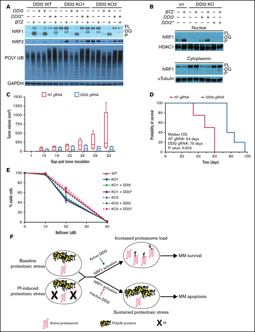 DDI2 KO blocks NRF1 processing and nuclear translocation and WT DDI2 but not catalytically-dead DDI2* rescues NRF1 processing. (A) Western blot showing NRF1, NRF2, and polyUb proteins at baseline and upon bortezomib (BTZ) treatment in DDI2 WT and 2 distinct DDI2-KO clones transduced with an empty vector or vector expressing DDI2 or DDI2*. GAPDH served as loading control. FL, full length; DG, deglycosylated; P, processed form. (B) Western blot showing NRF1 in nuclear (upper blot) and cytoplasmic (lower blot) fraction of cell lysates from DDI2 WT cells or aDDI2-KO clone, with or without WT (DDI2) or catalytic-dead (DDI2*) DDI2 add-back, at baseline and upon BTZ treatment. FL, full length; DG, deglycosylated; P, processed form. (C) Five NSG mice per cohort were inoculated with AMO1 cells that had undergone gene editing with a nontargeting (NT) gRNA (red boxes) or a DDI2-targeting gRNA (blue boxes). Tumor growth was assessed by caliper measurement at the indicated times. Box and whisker plots show median and first and third quartile of tumor volume across the animals in each cohort, as measured on the indicated day post-tumor inoculation. (D) Kaplan-Meier curves of overall survival (OS) for mice harboring DDI2 WT (red line) or DDI2-KO (blue line) tumors. The median OS was 54 days vs 75 days respectively; P = .004. (E) Viability of DDI2 WT AMO1-VR cells and 2 distinct DDI2-KO AMO1-VR clones, with or without WT or catalytic dead DDI2 add-back, upon treatment with the protease inhibitor nelfinavir for 24 hours. Average of 3 independent experiments is shown. (F) Schema showing the rationale for targeting DDI2 in MM to exacerbate proteotoxic stress in baseline conditions and/or upon PI treatment.
