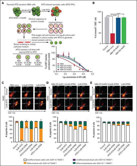 Generation of ATO-resistant cell lines. (A) The NB4 naïve parental cell line was exposed to 50 nM ATO for 3 months, and the concentration was gradually increased to 1 µM ATO over a period of 1 year until the cell population was sustained and proliferated. Limiting dilutions were used and colony-forming unit assays were performed to generate monoclones of the resistant cell lines. (B) The bar graph represents the percentage of viable cells after 48 hours of 2 µM ATO. (C) Representative dot plots and stacked bars (that summarize the dot plot results) for NB4 and resistant cell lines were treated with 0.5 µM and 1 μM of ATRA for 72 hours as single agents and in combination with 2 μM ATO. The percentage of differentiation was measured by the surface expression of CD11b, and dead cells were measured by 7-aminoactinomycin D (7-AAD). Graphs and statistical parameters were generated from 3 independent experiments. ****P ≤ .0001.