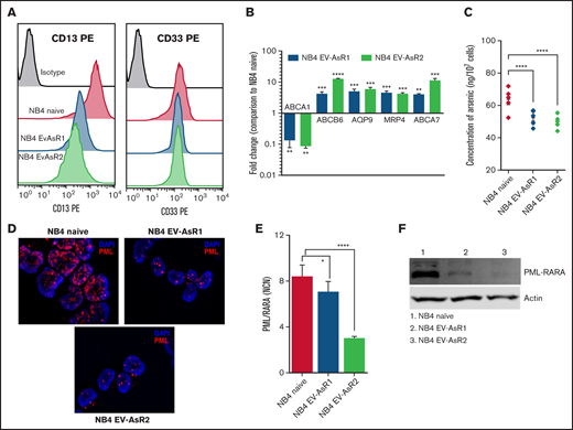 Heterogeneity in the cell surface marker and transporters expression of the ATO-resistant cell line compared with parental cell line. (A) CD13 and CD33 surface expression of ATO-resistant cell lines compared with the NB4 naïve cell line. (B) Relative messenger RNA (mRNA) levels of the ATO influx gene (ABCA1) and efflux transporters genes (ABCA7, AQP9, MRP4, and ABCB6) in the in-house–generated ATO-resistant cell lines compared with the NB4 naïve cell line which is normalized to 1. (C) Intracellular ATO levels in NB4 naïve and ATO-resistant cell lines after 24 hours of treatment with 0.5 µM ATO. (D) Fluorescent microscopic images of PML (red) in NB4 naïve and ATO-resistant cell lines that show nuclear body formation and micro speckled pattern (oil immersion lens; original magnification ×63). (E) Normalized copy number (NCN) of PML-RARA transcripts in the NB4 naïve and in-house–generated ATO-resistant cell lines. (F) Immunoblots of the PML-RARA fusion protein levels in NB4 naïve and ATO-resistant cell lines. All error bars represent the mean ± standard error of the mean (SEM) of 3 independent experiments. *P ≤ .05; **P ≤ .01; ***P ≤ .001; ***P ≤ .0001. DAPI, 4′,6-diamidino-2-phenylindole; PE, phycoerythrin.