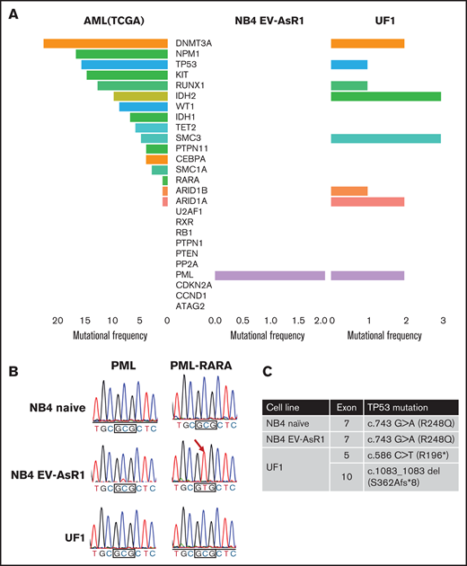 Whole-exome sequencing reveals changes in the ATO-resistant cell lines at the genomic level. (A) The Cancer Genome Atlas (TCGA) AML data set was compared with novel mutations observed in NB4EV-AsR1 and UF1 cell lines; the graph represents the novel mutations (found only in resistant cell lines) and their mutation frequency. (B) Sanger sequencing showing the existence of PMLA216V in the in-house–generated ATO-resistant cell line but not in the UF1 and parental NB4 naïve cell line. (C) Mutations observed in the p53 gene of ATO-resistant and sensitive cell lines.