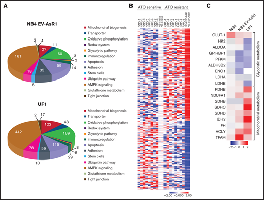 Gene expression analysis of the ATO-resistant cell lines reveals dysregulation of cellular metabolism. (A) Pie chart representing the dysregulated genes in the in-house–generated ATO-resistant NB4EV-AsR1 and UF1 cell lines compared with parental NB4 naïve cell line. (B) Heatmap highlighting gene signature of NB4 naïve (duplicate) in-house–generated ATO-resistant cell line (duplicate) and the 8 unmatched samples from patients with newly diagnosed and relapsed APL (primary cell data was previously reported and was adapted from Chendamari et al).21 (C) Heatmap representing NB4 naïve, ATO-resistant NB4EV-AsR1, and UF1 cell line genes involved in glycolytic and mitochondrial metabolism.