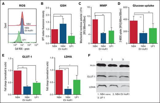 ATO-resistant cell lines are metabolically distinct. (A) Baseline total ROS were measured using redox-sensitive dye (cell ROX Green) in flow cytometry. (B) Bar graphs show baseline protein thiols indicative of antioxidants measured by using o-phthaldialdehyde (OPT) and median fluorescence intensity. (C) Mitochondria membrane potential (MMP) of the resistant cell lines was measured using JC-1. (D) Glucose uptake was measured using a fluorescent analog of 2-DG and is represented as relative mean fluorescence intensity. GLUT-1 and LDHA transcripts (E) and protein levels of NB4 naïve (F), NB4EV-AsR1, and UF1 cell lines. All error bars represent mean ± SEM for 3 to 4 independent experiments. *P ≤ .05; **P ≤ .01. GSH, glutathione; RFU, relative fluorescence units.