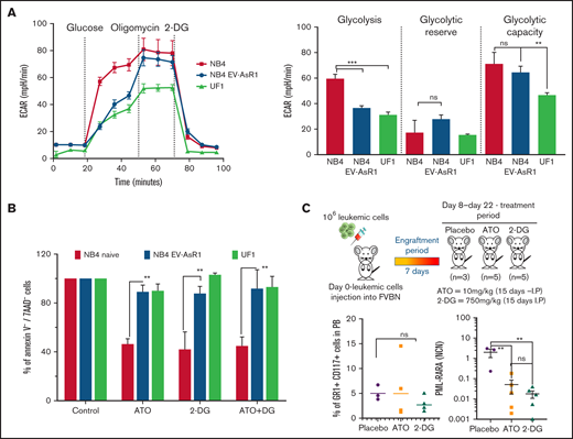 ATO-resistant cells are metabolically heterogeneous, and the in vivo effect of glycolytic inhibition by 2-DG reduces leukemic burden in the APL mouse model. (A) The extracellular acidification rate (ECAR) and glycolytic potential of NB4 naïve, NB4EV-AsR1, and UF1 cell lines were assessed in real time by using a Seahorse extracellular flux analyzer. (B) Viability of the sensitive and resistant cell lines after 48 hours of glycolytic inhibitor ATO and 2-DG (ATO, 2 µM; 2-DG, 5 mM; n = 4). (C) Schematic representation of the APL transplantable mouse model and treatment plan. Mice were euthanized on day 22 and examined for the presence of leukemic cells (CD117+Gr1+) in peripheral blood (PB) and PML-RARA transcript levels in bone marrow. All error bars represent mean ± SEM of 4 independent experiments. **P ≤ .01; ***P ≤ .001. IP, intraperitoneal; ns, not significant.
