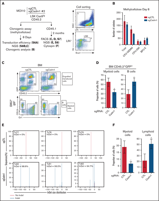 Functional inactivation of Cadm1 in mice. (A) Experimental procedure to study the effect of Cadm1 edition on murine hematopoietic development (left panel). LSK cells from Cas9-expressing mice were purified by cell sorting (right panel) and transduced with either sgCadm1#2 or control sgRNA (sgCTL) lentiviral vectors. Transduced Cas9-expressing LSK cells (CD45.2+) were either plated in clonogenic assay or transplanted into syngenic recipient mice (CD45.1+, n = 3 for each condition). (B) Number of total CFU-GEMM, CFU-GM, and BFU-E colonies in clonogenic assay. (C) BM chimerism, analyzed by FACS 2 months after transplantation, illustrated by the percentage of transduced donor cells (% CD45.2+GFP+) found in the recipient BM (upper panel). Immunophenotype of engrafted donor-derived cells (CD45.2+GFP+) was analyzed using the Gr1 (Myeloid cells, My) and CD19 (B-cells) markers. FACS profiles and gating strategy were shown for 1 representative mouse of each condition (lower panel). (D) Proportion of myeloid and B cells (%) within total donor-derived CD45.2+GFP+ cells from the BM of recipient mice. (E-F) Donor-derived cells (CD45.2+GFP+) from each sgCTL and sgCadm1 transplanted mouse purified by cell sorting. Genome editing efficiency of targeted Cadm1 region performed on purified donor-derived cells (CD45.2+GFP+) for each condition (E). Cytological analysis was performed on purified CD45.2+GFP+ cells from each condition, and the proportion of myeloid and lymphoid cells was calculated (F).